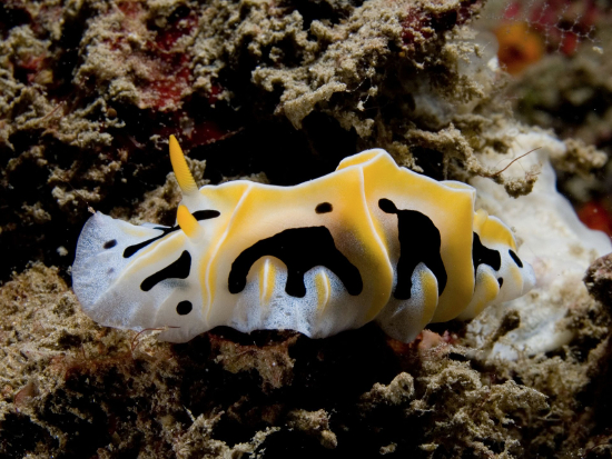  Reticulidia fungia (Sea Slug)